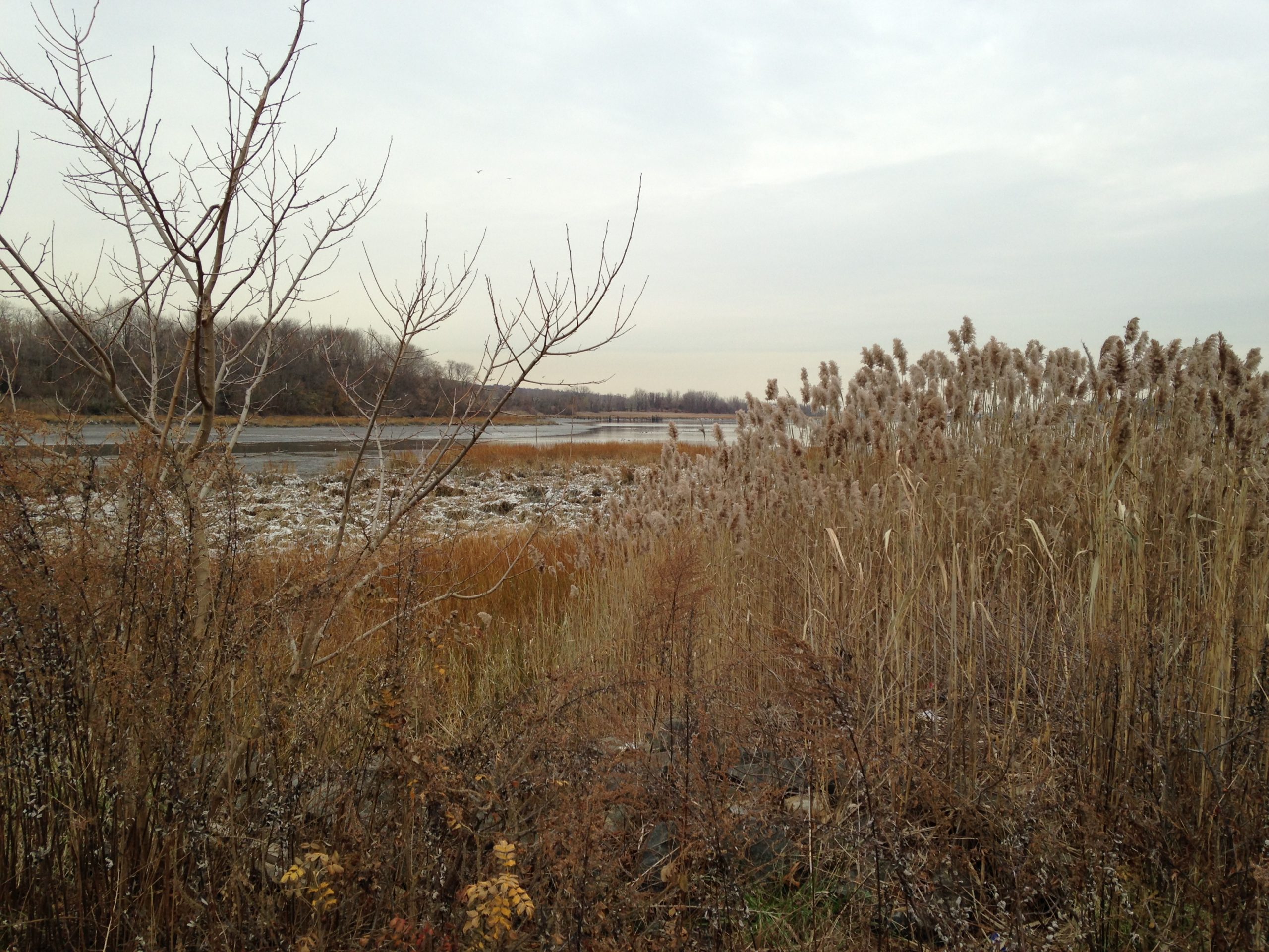 A view across a frozen bay on the North Shore of Long Island in late November, with tall reeds and a bare tree in the foreground, and frost on the ground, and a dark headland in the distance beyond the cold grey water.